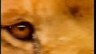 Крах теории эволюции 1