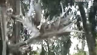 Смоковница распускается