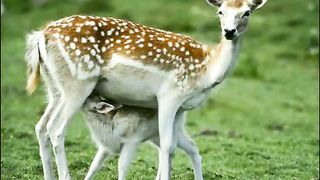 Путь ко Христу 9 - nascha jizn i dela