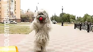 Клип КСК - Моисей ищет выход