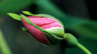 Люблю Спаситель в книге дивной