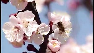 Пилигрим - Альфа и Омега