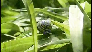 Пилигрим - Альфа и Омега