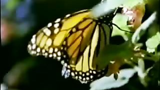 Институт Муди - 1 Загадочная история