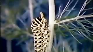 Институт Муди - 1 Загадочная история