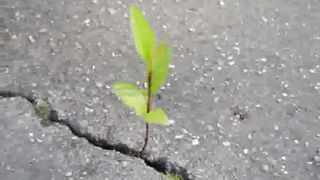 Наталии Лансере - Лилия