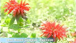 Угол – Борис Полищук – Милиционер