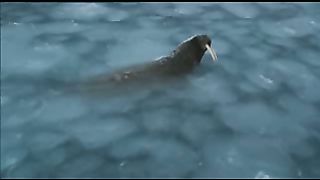 Мишка на Севере. Животный мир (2007)