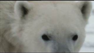 Мишка на Севере. Животный мир (2007)