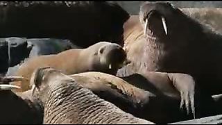 Мишка на Севере. Животный мир (2007)