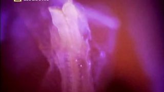 Жизнь до рождения