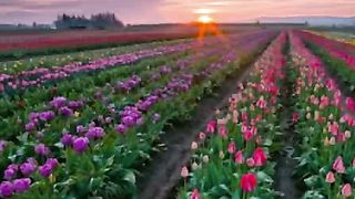 Яблоком пахнут ладони у Бога