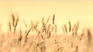 Василий Савич - Тебе пишу Феофил