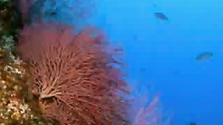 Папин стиль – Погружение