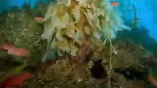 Папин стиль – Погружение