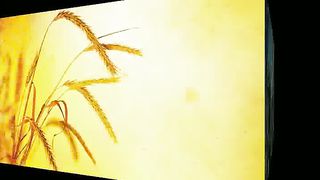 Василий Савич - Пастырь домашней Церкви - пробудись