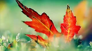 У КРЕСТА ХОЧУ СТОЯТЬ