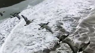 Скрой меня своим крылом