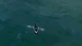 Скрой меня своим крылом