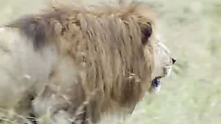 BBC Дневник большой кошки 1 сезон 1