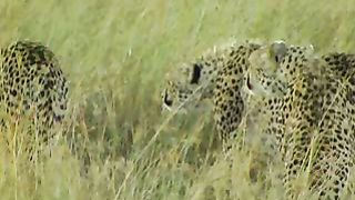BBC Дневник большой кошки 1 сезон 2