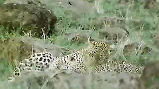 BBC Дневник большой кошки 1 сезон 2