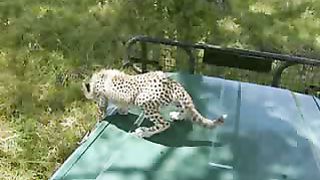 BBC Дневник большой кошки 1 сезон 3