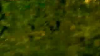 BBC Дневник большой кошки 1 сезон 3