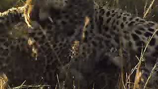 BBC Дневник большой кошки 1 сезон 3