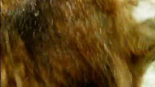 BBC Дневник большой кошки 1 сезон 4