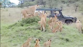 BBC Дневник большой кошки 1 сезон 4