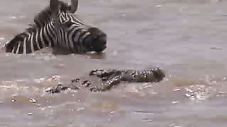 BBC Дневник большой кошки 1 сезон 4