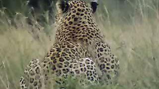 BBC Дневник большой кошки 1 сезон 4