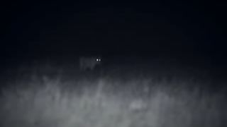 BBC Дневник большой кошки 1 сезон 4