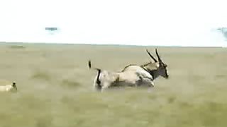 BBC Дневник большой кошки 1 сезон 5