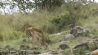 BBC Дневник большой кошки 1 сезон 5