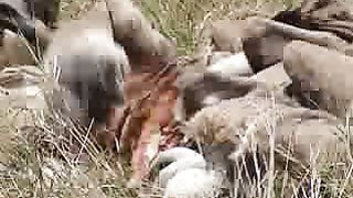 BBC Дневник большой кошки 1 сезон 5