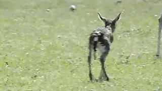 BBC Дневник большой кошки 1 сезон 5