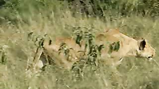 BBC Дневник большой кошки 1 сезон 6