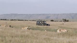 BBC Дневник большой кошки 1 сезон 6