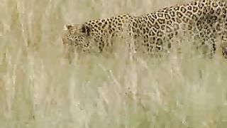 BBC Дневник большой кошки 1 сезон 6