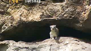 BBC Дневник большой кошки 1 сезон 6