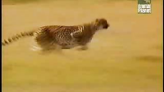 BBC Дневник большой кошки 2 сезон 1