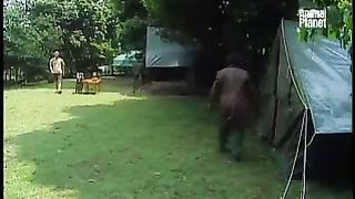 BBC Дневник большой кошки 2 сезон 1