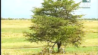 BBC Дневник большой кошки 2 сезон 1