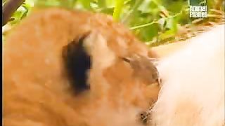 BBC Дневник большой кошки 2 сезон 1