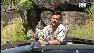 BBC Дневник большой кошки 2 сезон 1