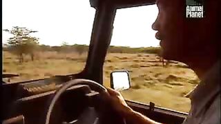 BBC Дневник большой кошки 2 сезон 2