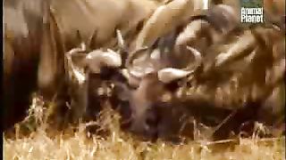 BBC Дневник большой кошки 2 сезон 2