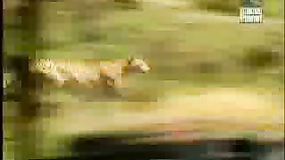 BBC Дневник большой кошки 2 сезон 2